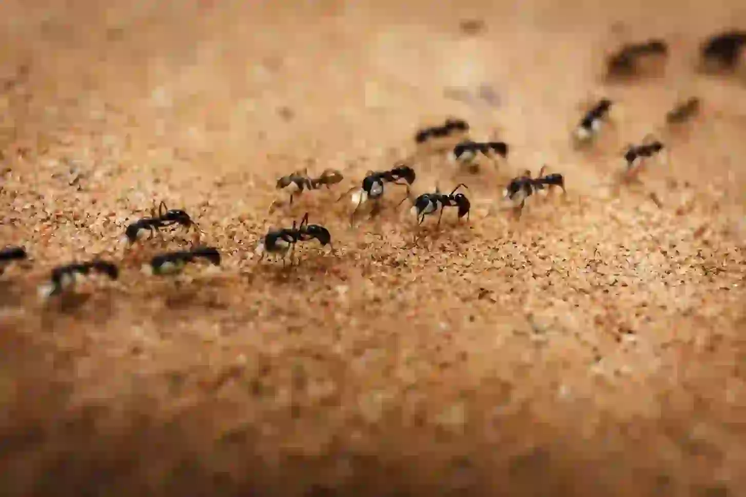 Ants control